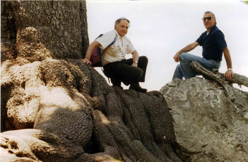 Pinus Leucodermis - PINO LORICATO